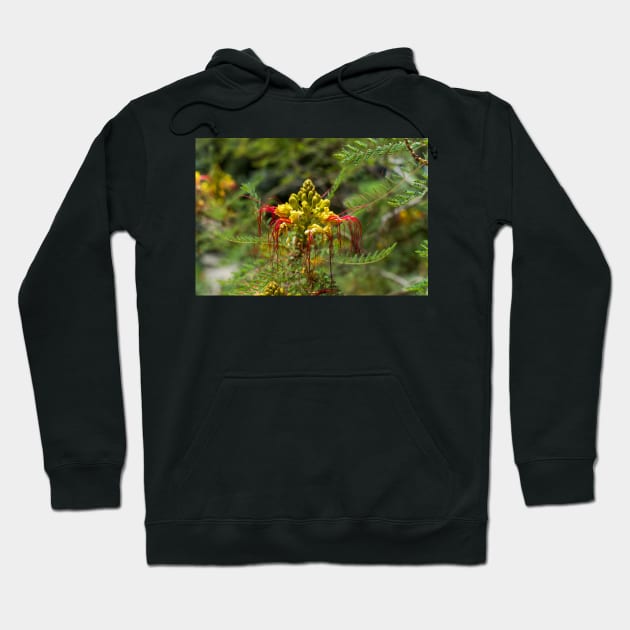 Yellow and red flower of the bird of paradise Hoodie by lena-maximova